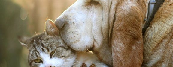 Las mascotas ideales para Virgo